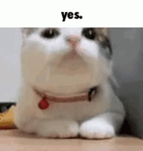 Cat Yes GIF Discord