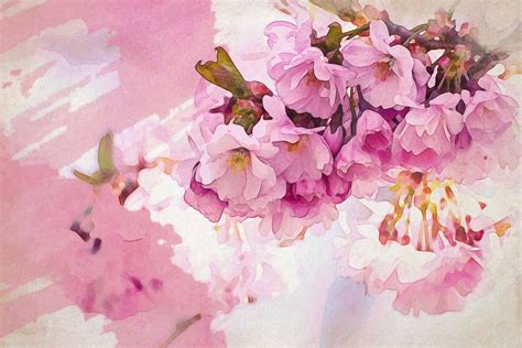 Cherry Blossom Paintings Watercolor