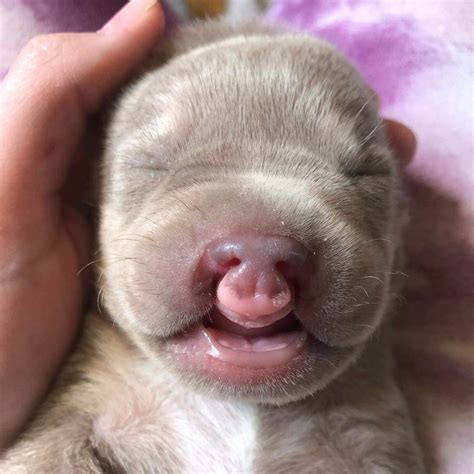 Cleft Palate Puppy