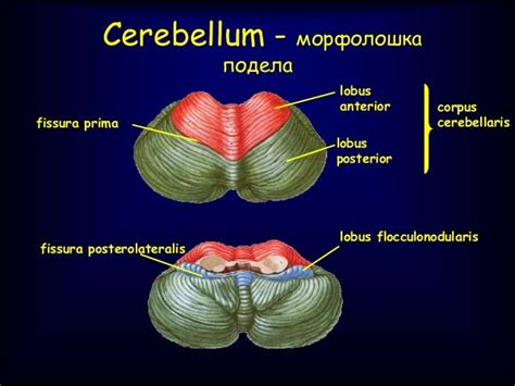 Corpus Medullare Cerebelli