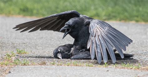 Crow Emrest