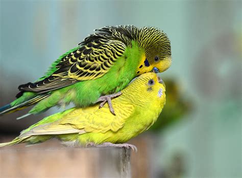 Cute Budgie Parakeet