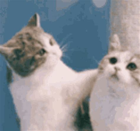 Cute Cat Couple GIF