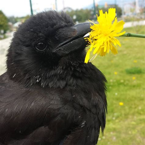 Cute Crow