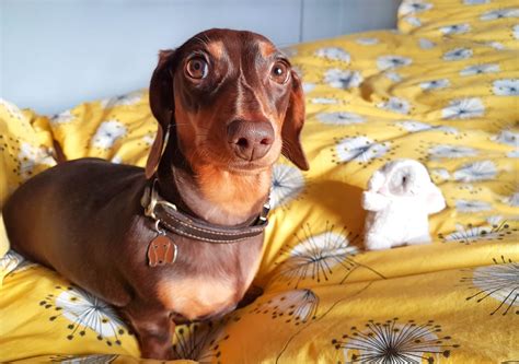 Cute Dachshund Pictures