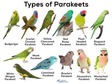 Different Types Of Parakeets Breed