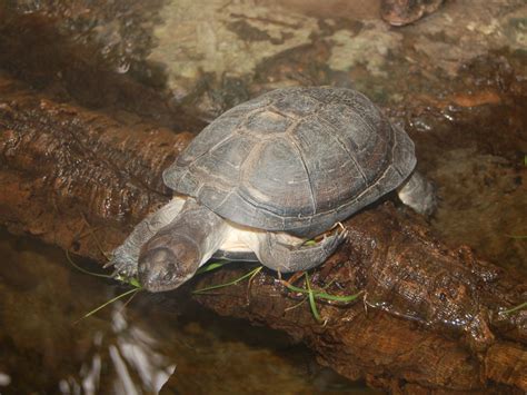 East African Black Mud Turtle