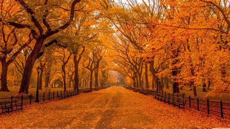 Fall Scenery
