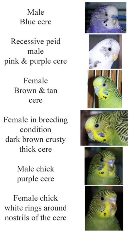 Fancy Parakeet Bird