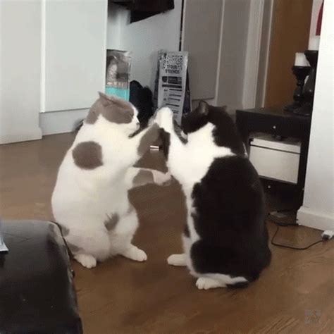Funny Cat Animation GIF