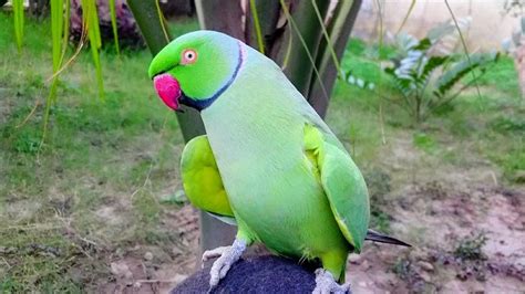 Green Parrot Black Head