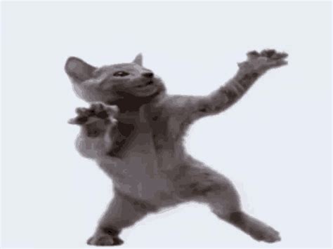 Happy Cat Dance