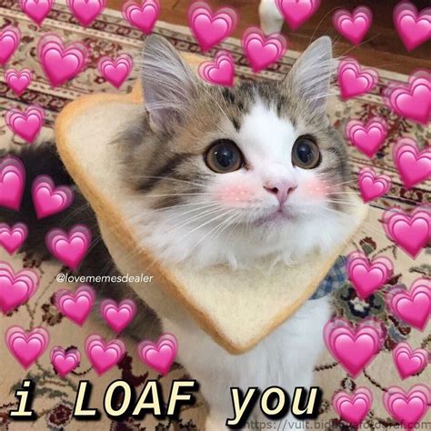 I Love You Cat Meme