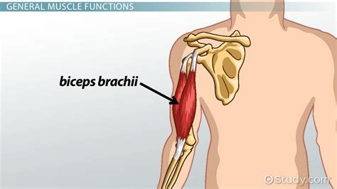 M Biceps Brachii