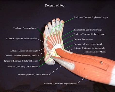 Muscle Of Foot