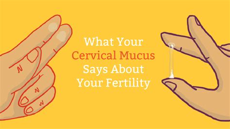 Normal Cervical Mucus After Ovulation