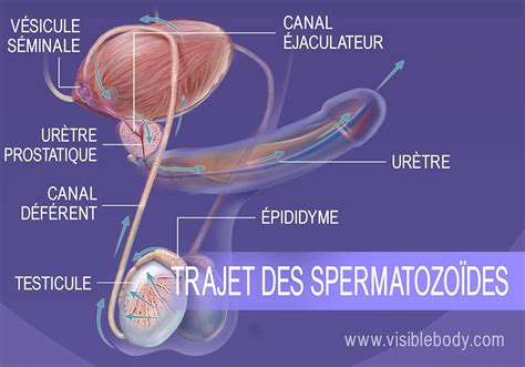 Opening Prostate Canal