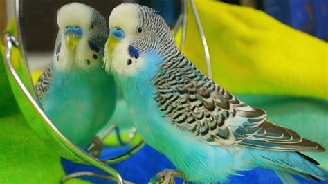 Parakeets Budgie Singing Sounds