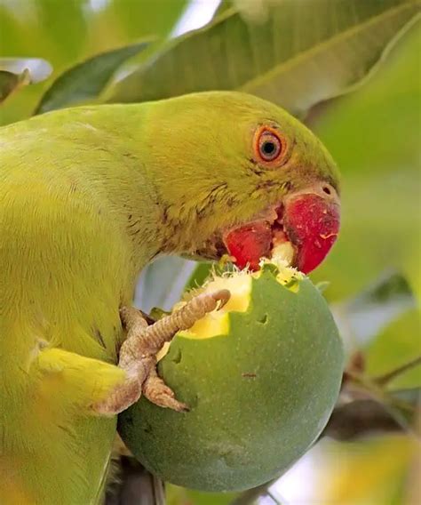 Parrot Eating Fruit