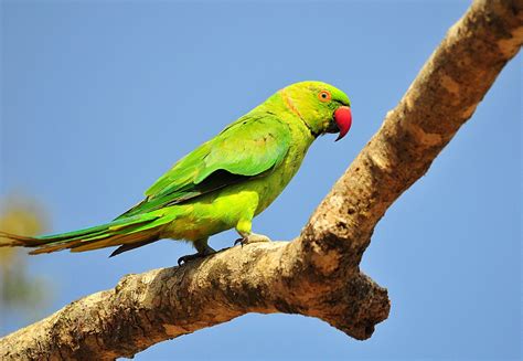 Parrot Sri Lanka