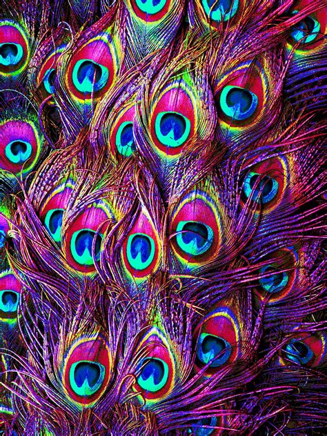 Peacock Feather Pattern Wallpaper