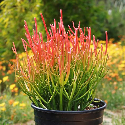 Pencil Cactus Succulent Plant