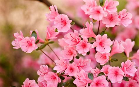 Pink Blossom