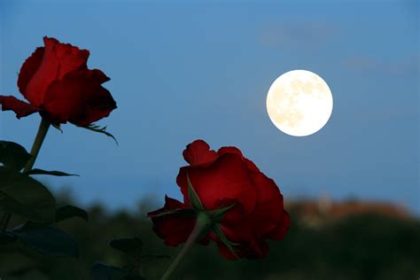 Nude rose moon Amber Rose. 
