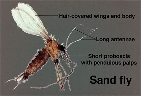 Sand Flies Size
