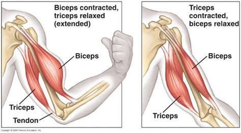 Sketsa Biceps