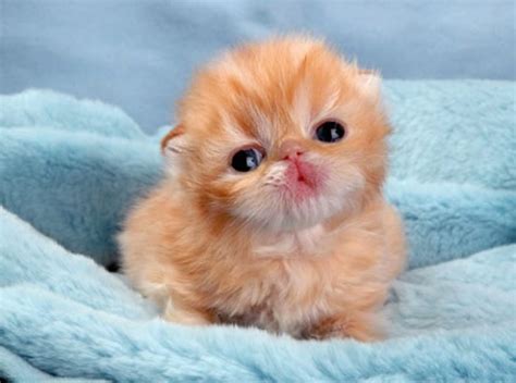 Top 10 Cutest Kittens