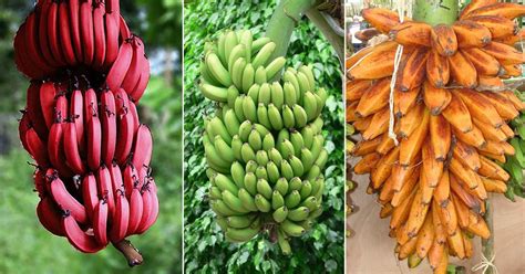 Types Of Banana Plants