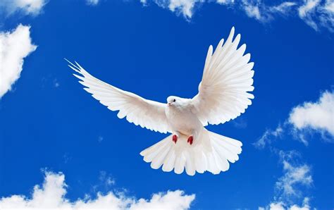 White Dove Peace