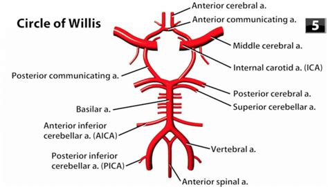 Willis Circle Anatomy
