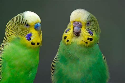 Yellow Parakeet Bird